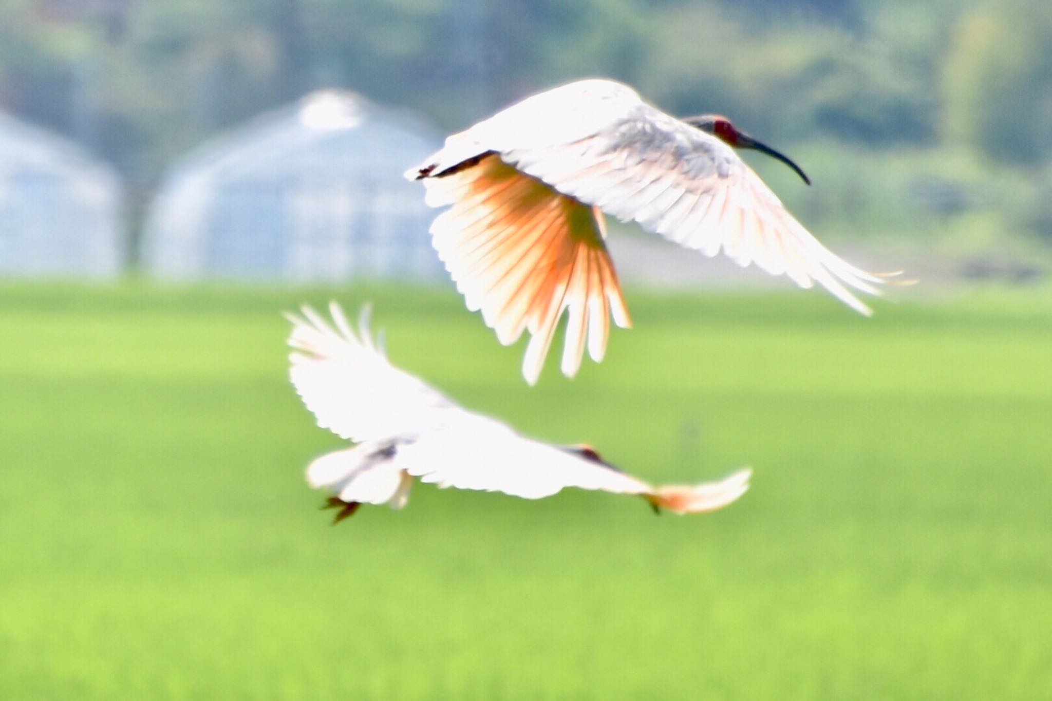 Photo of Crested Ibis at 佐渡 by 遼太