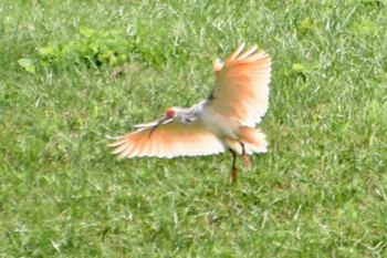 Crested Ibis 佐渡 Tue, 7/26/2022