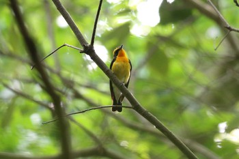 キビタキ 明石公園 2022年6月19日(日)