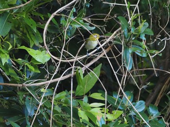 Japanese White-eye(loochooensis) Miyako Island Wed, 7/13/2022