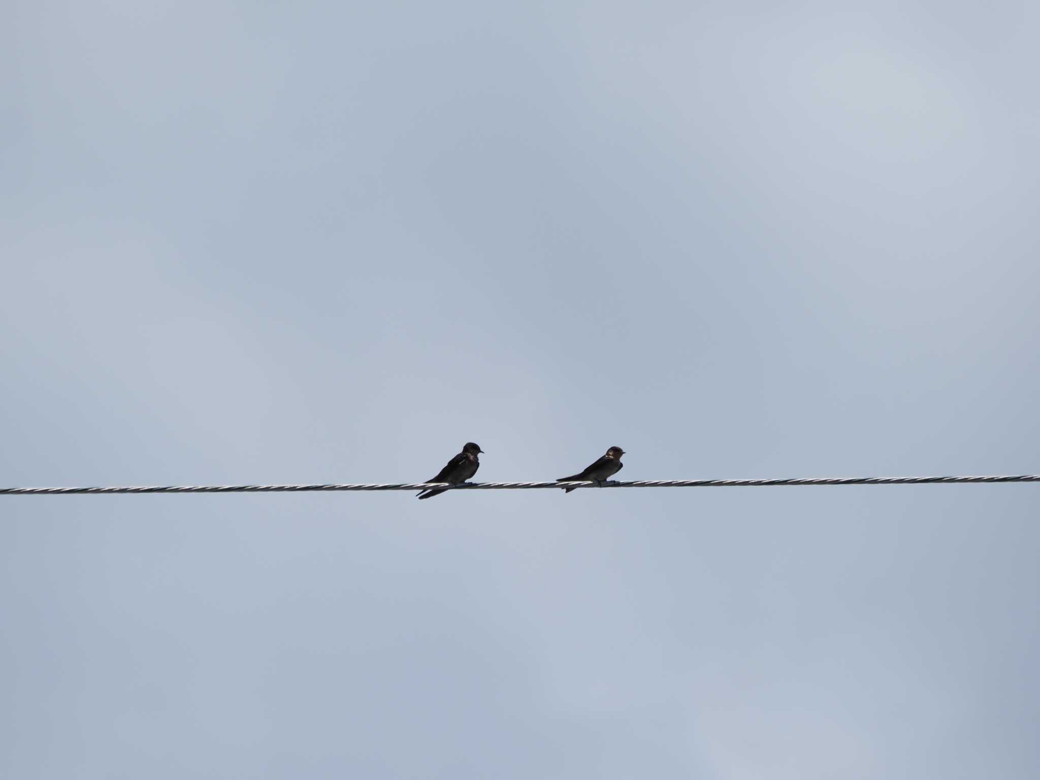 Pacific Swallow