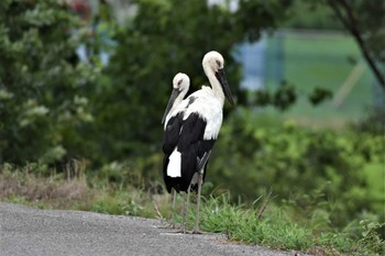 コウノトリ 渡良瀬遊水地 2022年7月26日(火)