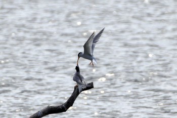 Little Tern Isanuma Sat, 6/20/2015