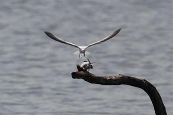 Black-naped Tern Isanuma Tue, 5/30/2017