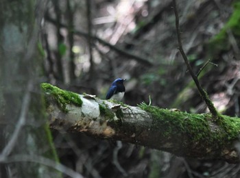 Blue-and-white Flycatcher 富士山山麓 Sat, 7/2/2022