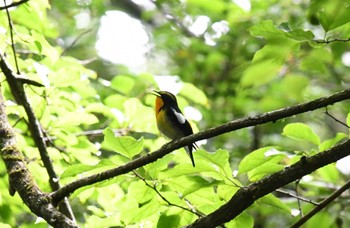 Narcissus Flycatcher 富士山山麓 Sat, 7/2/2022