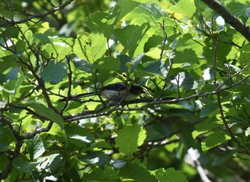 Long-tailed Tit 富士山山麓 Sat, 7/2/2022