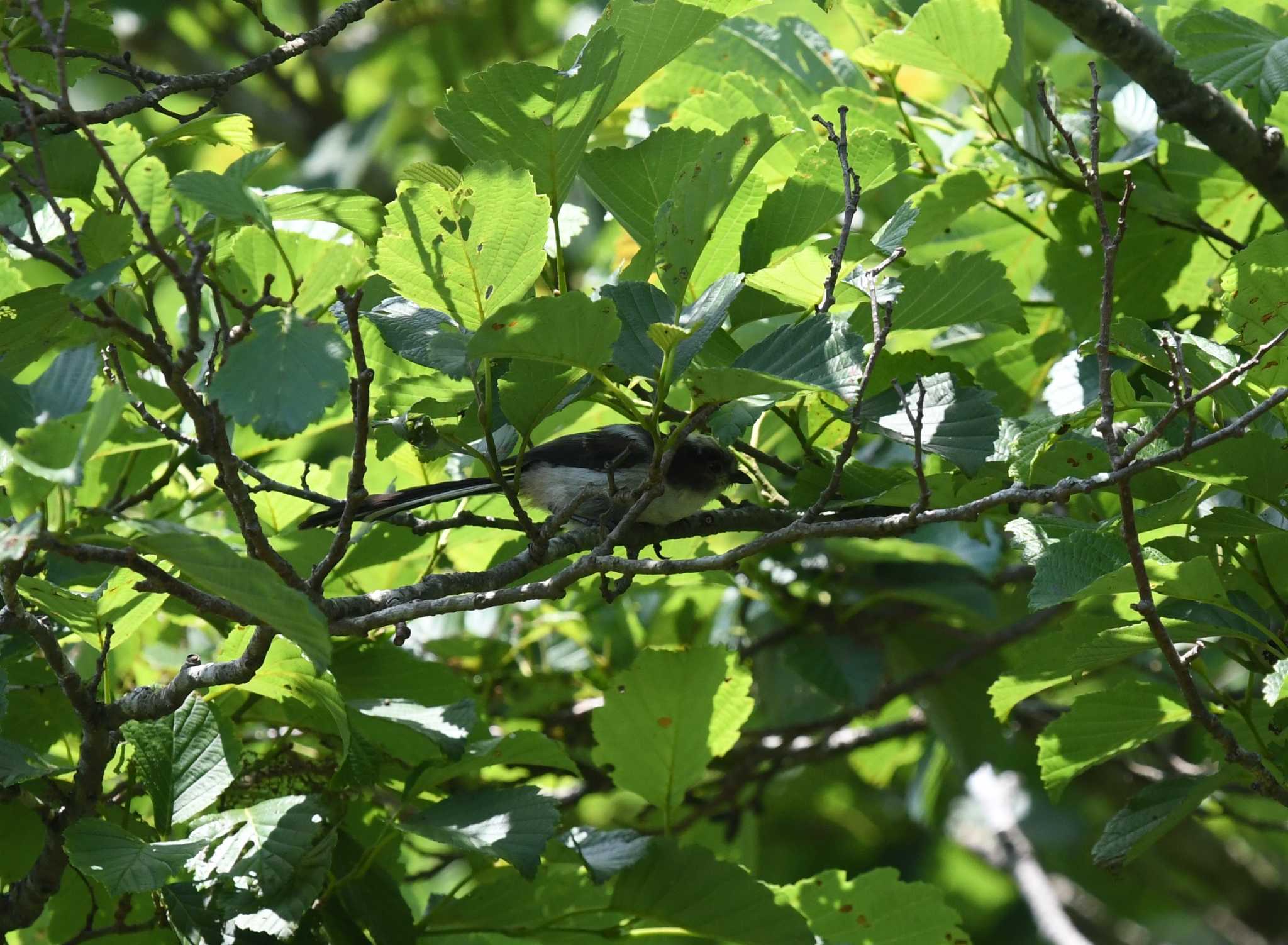 Photo of Long-tailed Tit at 富士山山麓 by 大鷭7945