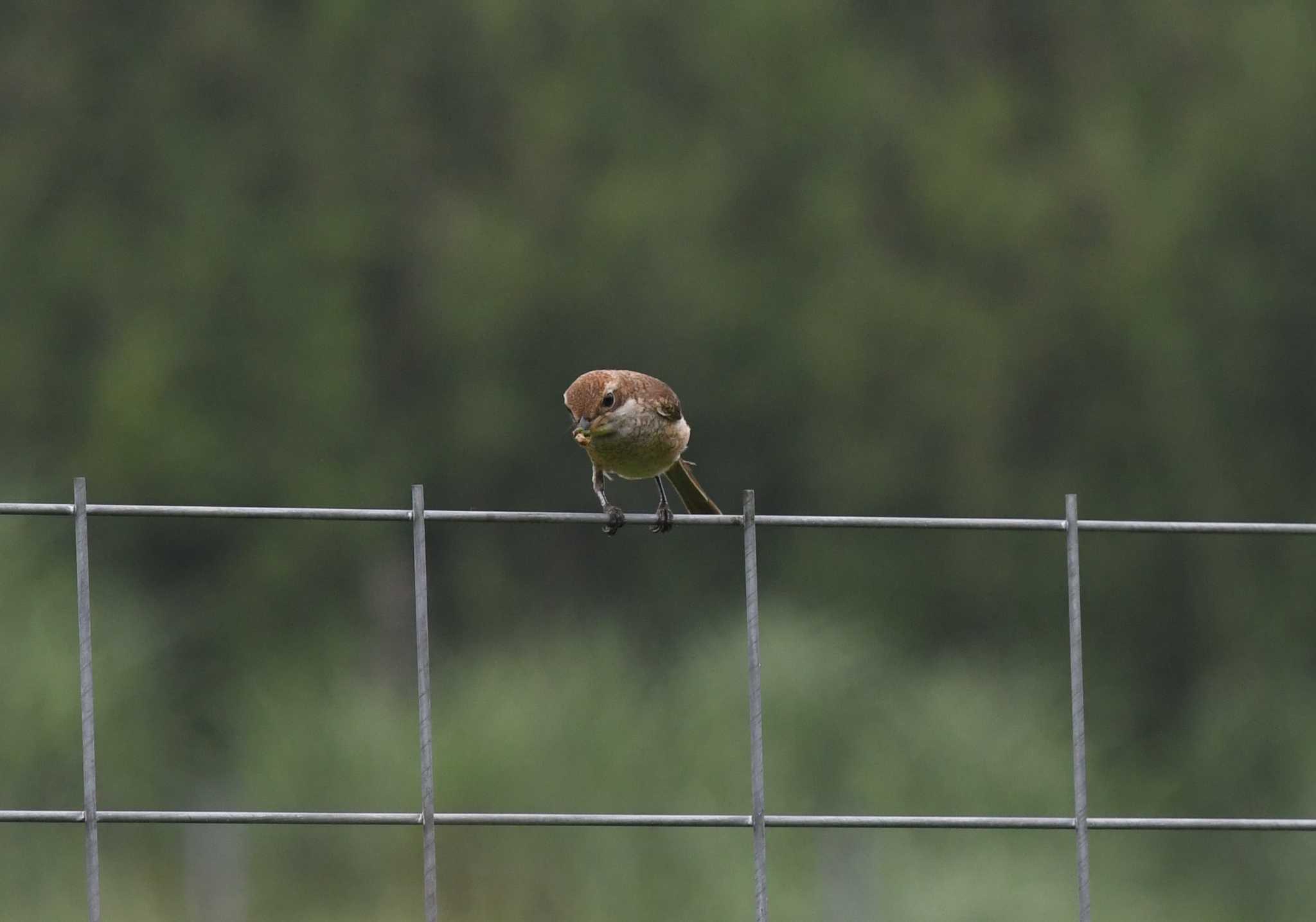 Photo of Bull-headed Shrike at 富士山山麓 by 大鷭7945