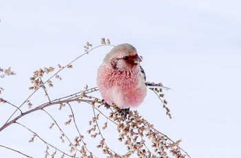 Mon, 1/15/2018 Birding report at 西川