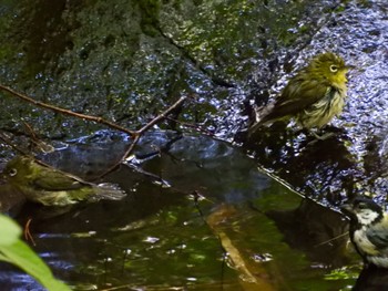 Sun, 7/24/2022 Birding report at 富士山麓