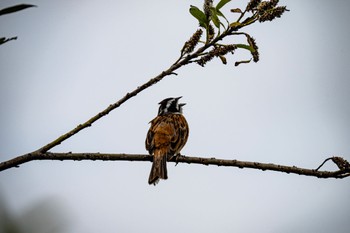 2022年7月21日(木) 境川遊水地公園の野鳥観察記録