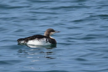 Pacific Loon Choshi Fishing Port Thu, 3/10/2022