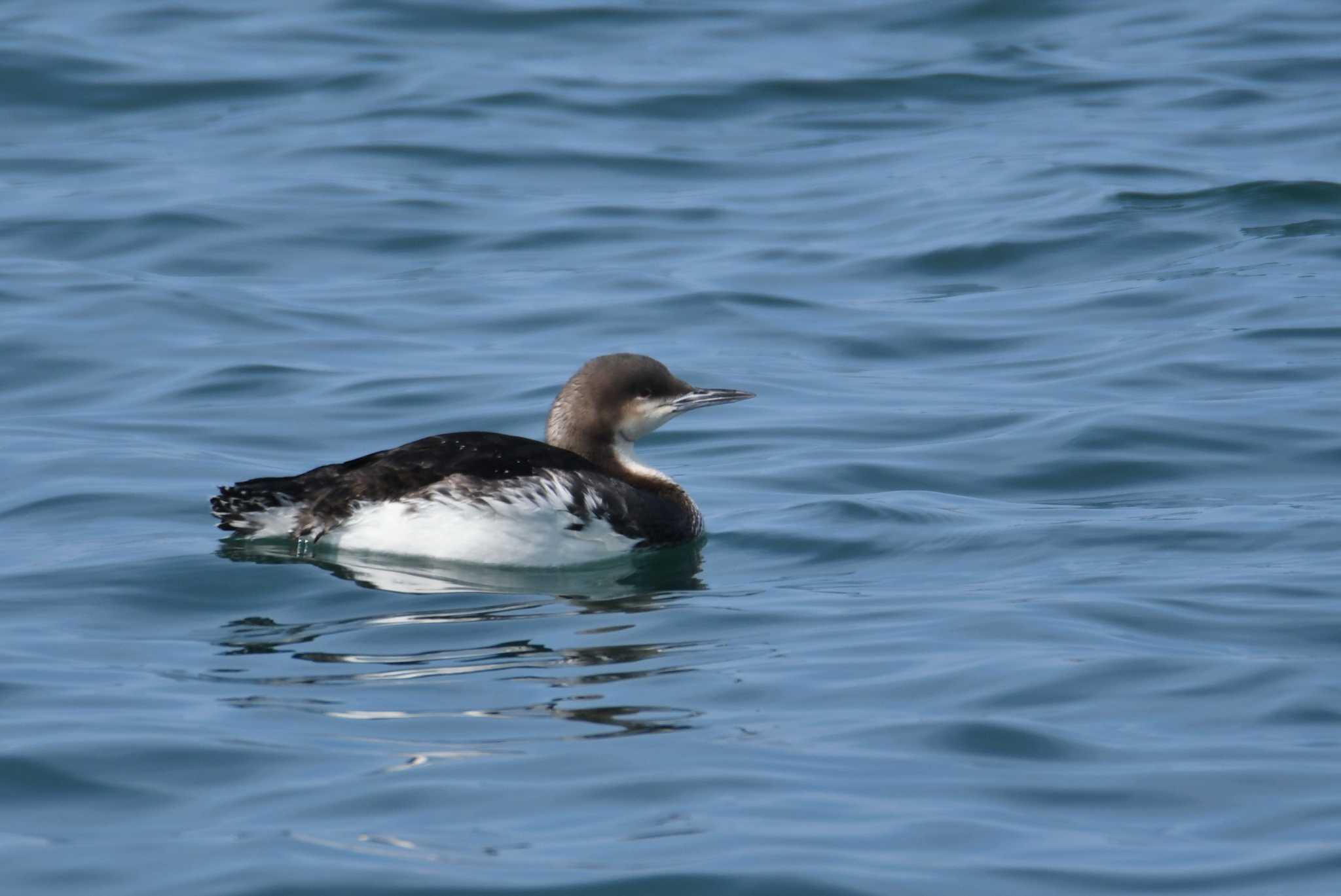 Photo of Pacific Loon at Choshi Fishing Port by あひる