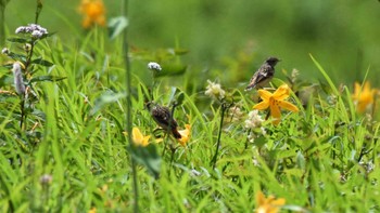 ノビタキ 霧ヶ峰高原 2022年7月24日(日)