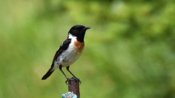 2022年7月24日(日) 霧ヶ峰高原の野鳥観察記録