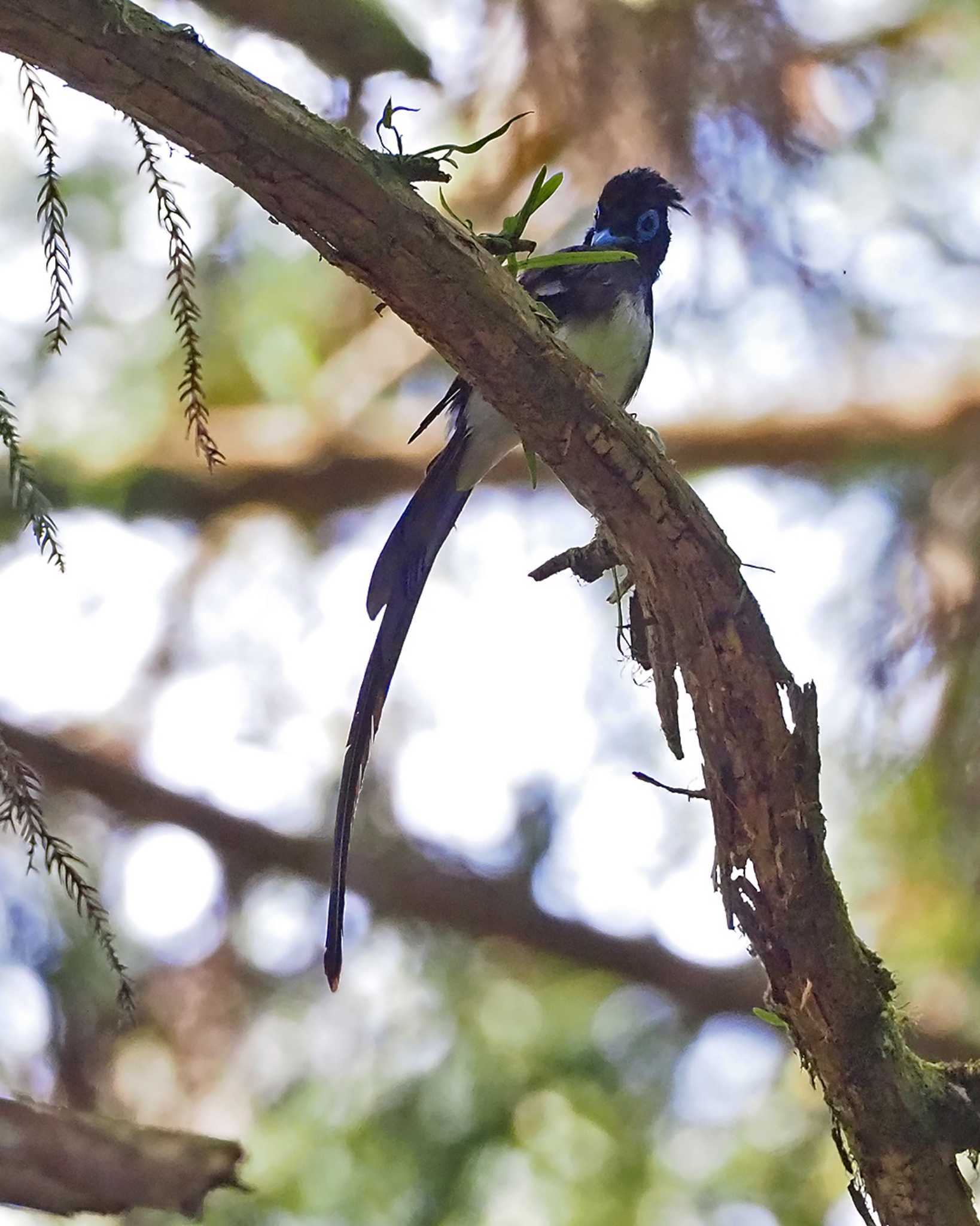 Black Paradise Flycatcher