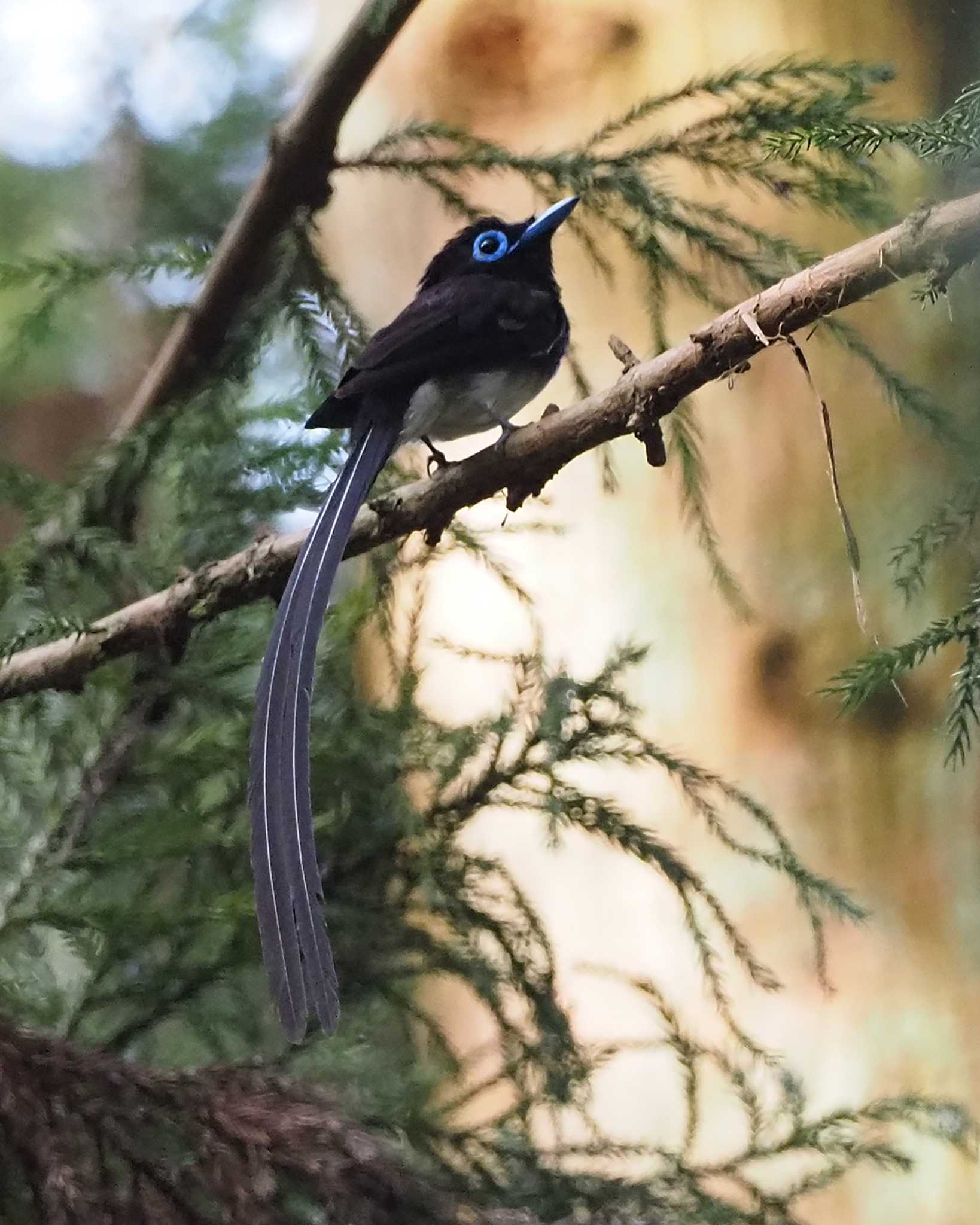 Black Paradise Flycatcher