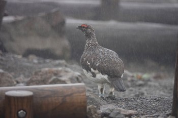 ライチョウ 乗鞍岳畳平 2022年7月10日(日)