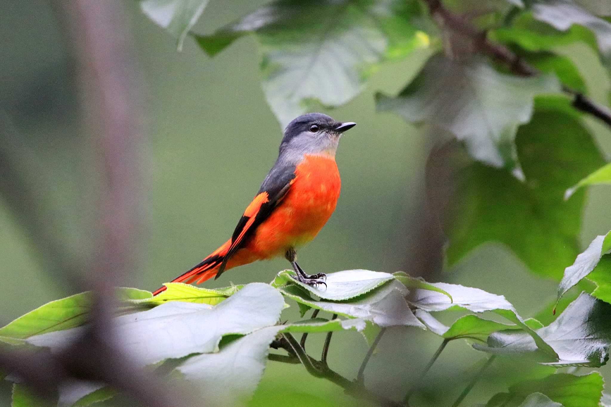 Grey-chinned Minivet