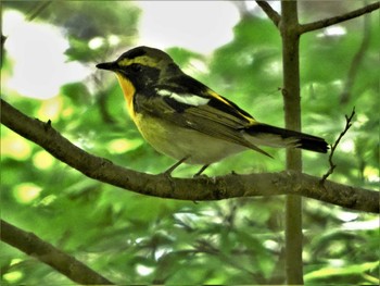 2022年5月22日(日) 箱根の野鳥観察記録