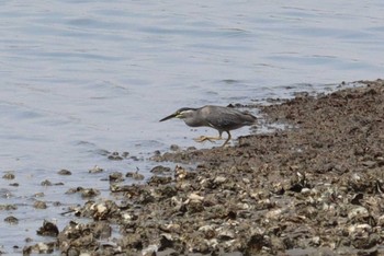 Tue, 7/26/2022 Birding report at Fujimae Tidal Flat