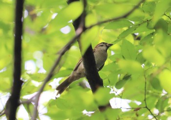 スズメ 藤前干潟 2022年7月26日(火)