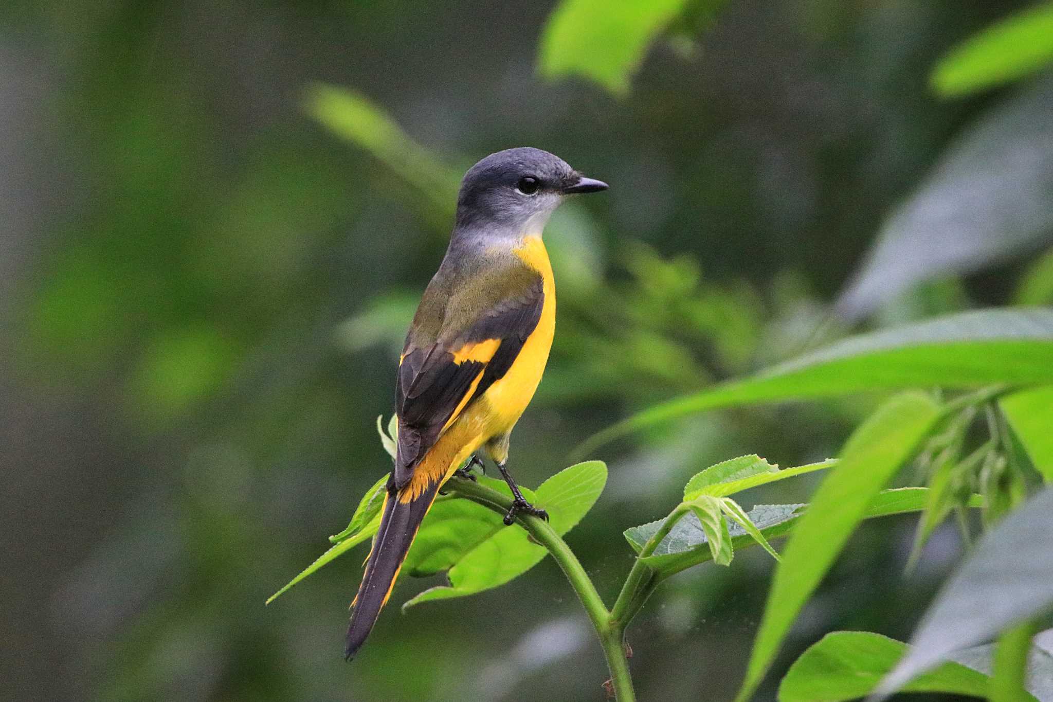 Grey-chinned Minivet