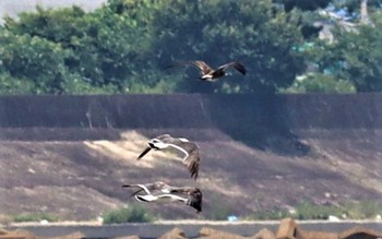 ウミネコ 藤前干潟 2022年7月26日(火)