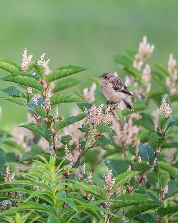 Amur Stonechat 長野県 Sun, 7/24/2022