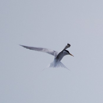 Little Tern Sambanze Tideland Fri, 5/6/2022