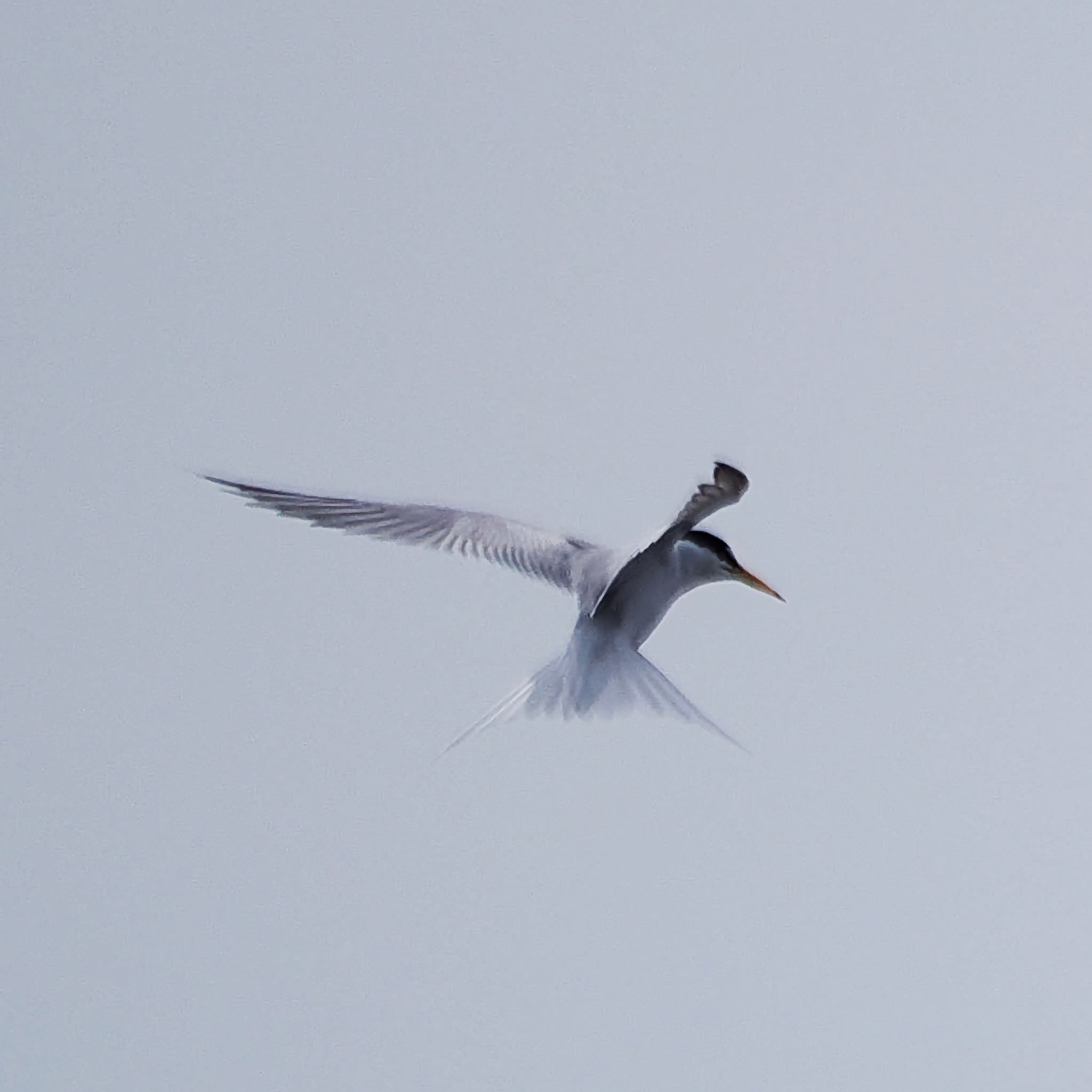 Little Tern