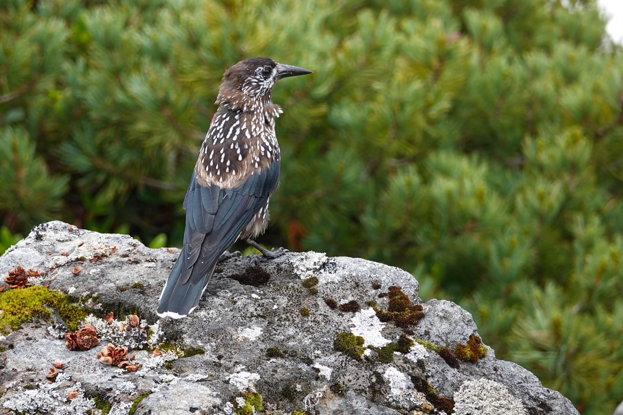 Spotted Nutcracker