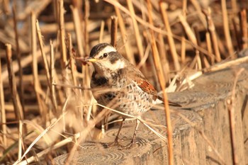 Dusky Thrush Mitsuike Park Fri, 1/19/2018