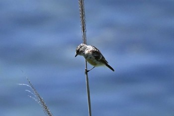 Asian Brown Flycatcher 伊達市有珠 アルトリ岬 Tue, 7/26/2022