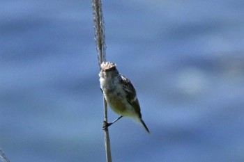 Asian Brown Flycatcher 伊達市有珠 アルトリ岬 Tue, 7/26/2022