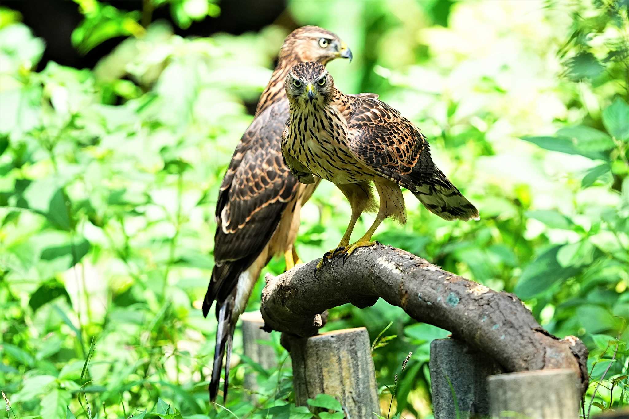 動物園みたいです… by 川４