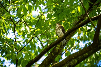 2022年7月24日(日) 薬師池公園の野鳥観察記録