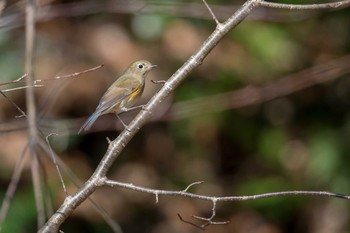 Red-flanked Bluetail Mikiyama Forest Park Thu, 1/4/2018