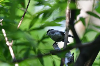 ヒガラ 上高地 2022年7月25日(月)