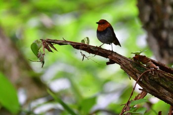 2022年7月25日(月) 上高地の野鳥観察記録