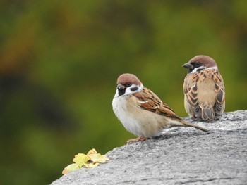 Eurasian Tree Sparrow Osaka castle park Sat, 10/28/2017