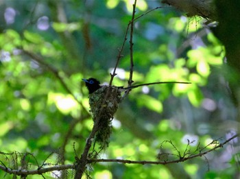 サンコウチョウ 八王子城址 2022年7月25日(月)