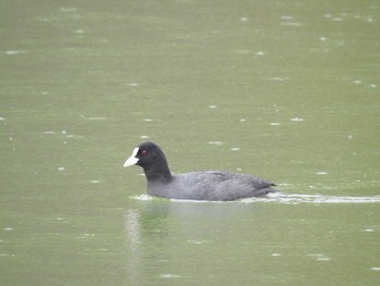 Eurasian Coot Osaka castle park Sat, 10/28/2017