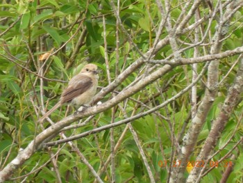 Bull-headed Shrike 札幌モエレ沼公園 Wed, 7/27/2022