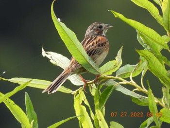 Chestnut-eared Bunting 札幌モエレ沼公園 Wed, 7/27/2022