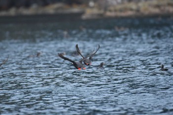 Spectacled Guillemot Teuri Island Sat, 7/2/2022