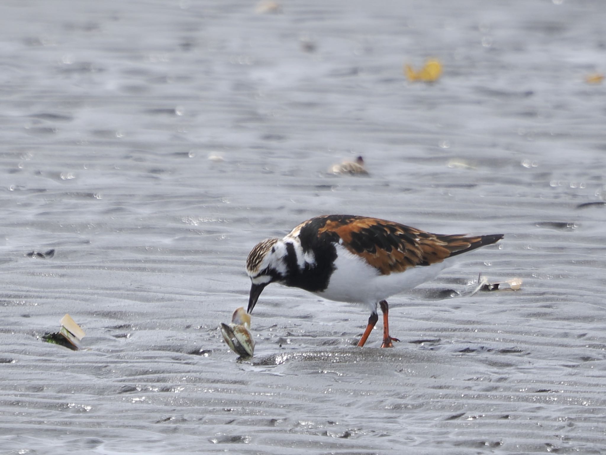 Ruddy Turnstone