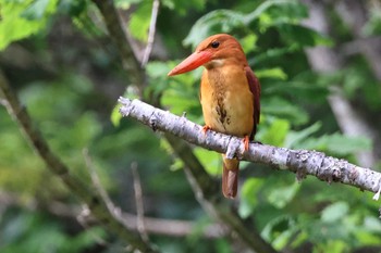 アカショウビン 段戸裏谷 2022年6月25日(土)