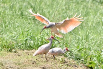 Crested Ibis 佐渡 Wed, 7/27/2022